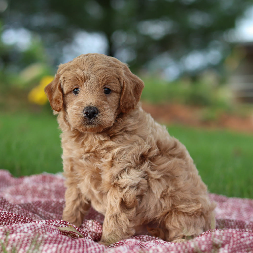 Arno - Available 11/12