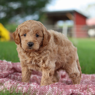 Arno - Available 11/12