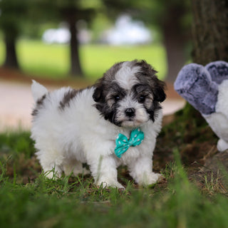 Diesel - Available 6/18