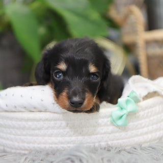 London - Available 2/4