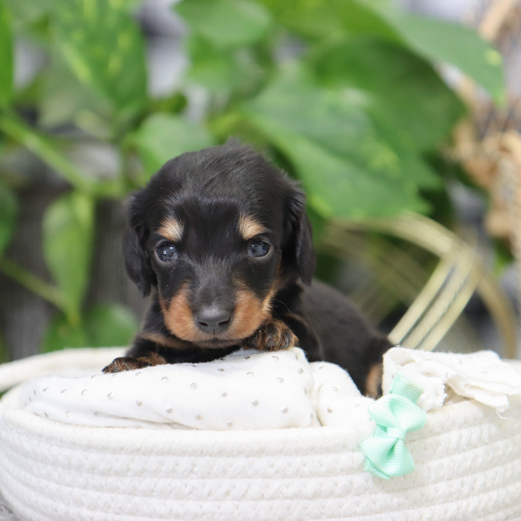 London - Available 2/4