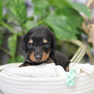 London - Available 2/4