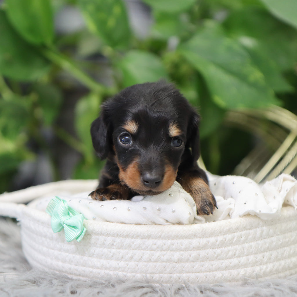 London - Available 2/4