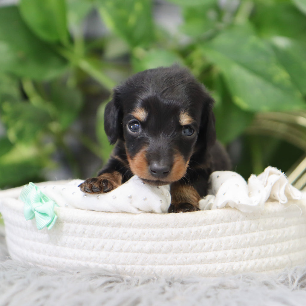 London - Available 2/4