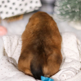 Glen - Available 3/19