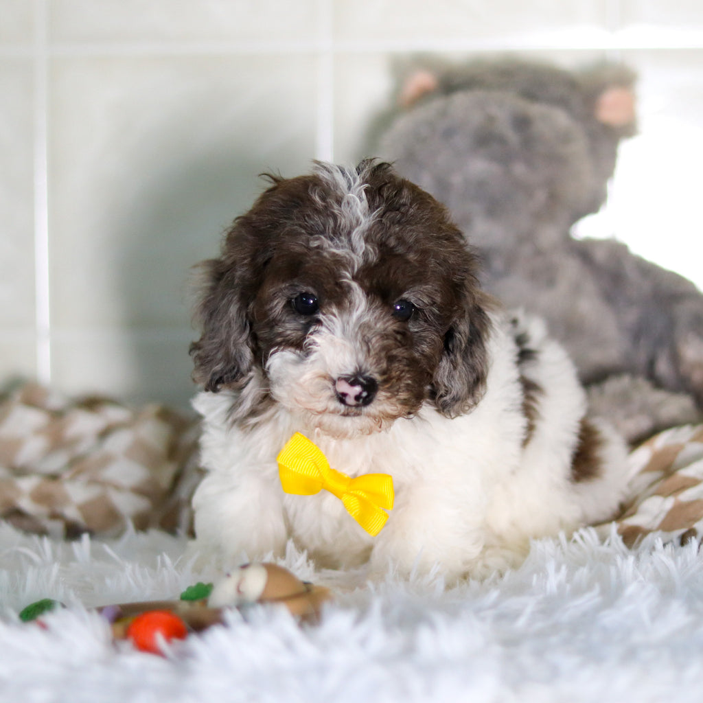 Fletcher - Available Now