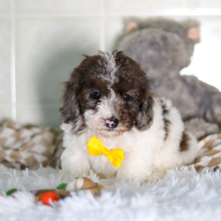 Fletcher - Available Now