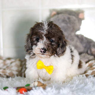 Fletcher - Available Now