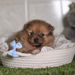 Parker - Available 2/25