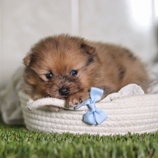 Parker - Available 2/25