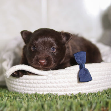 Petey - Available 3/4