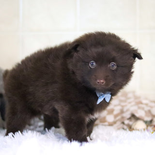 Petey - Available 3/4