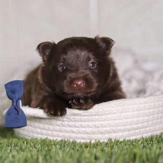 Petey - Available 3/4