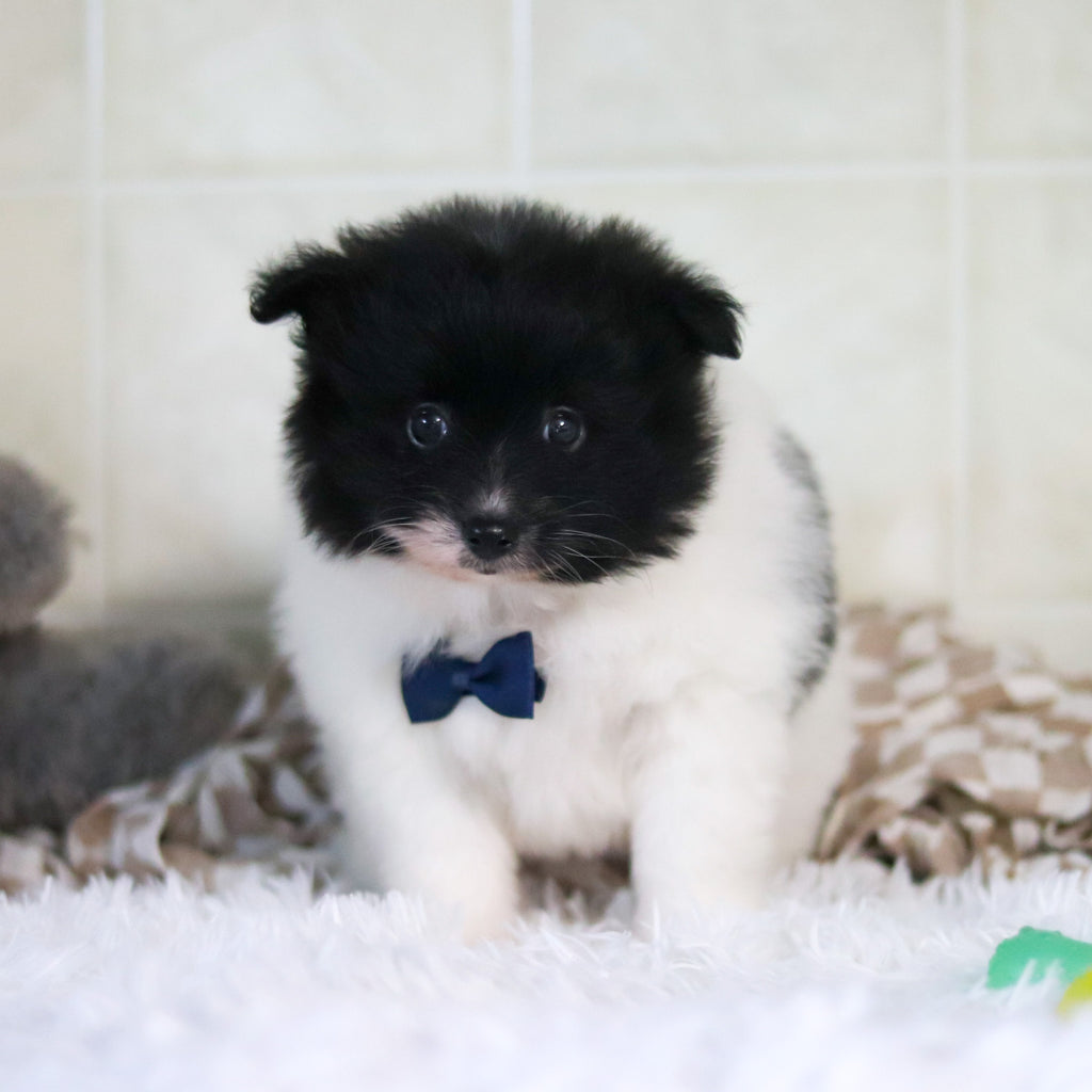 Pongo - Available 3/4