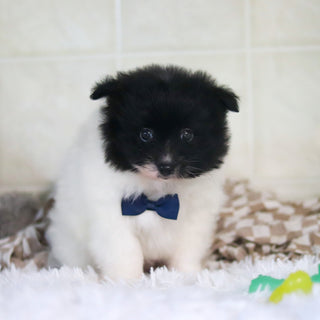 Pongo - Available 3/4