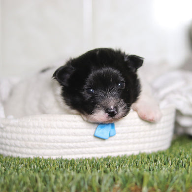 Pongo - Available 3/4