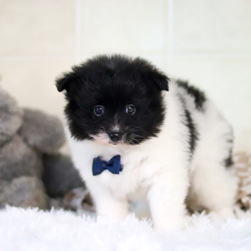 Pongo - Available 3/4