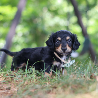 Bruno - Available 8/20