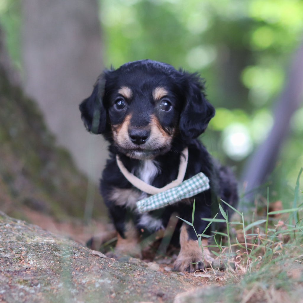 Bruno - Available 8/20