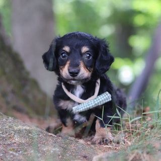 Bruno - Available 8/20