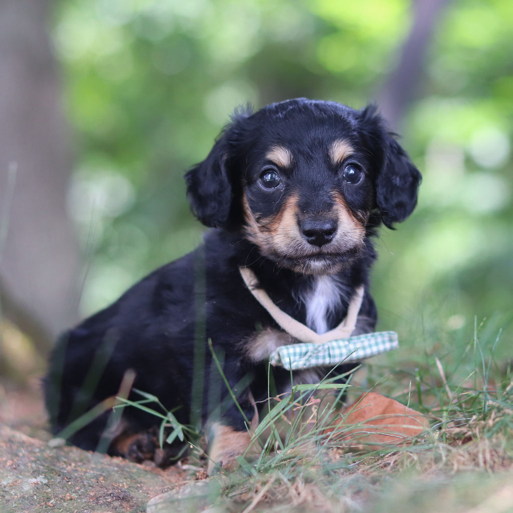 Bruno - Available 8/20