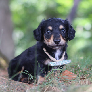 Bruno - Available 8/20
