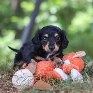 Bruno - Available 8/20