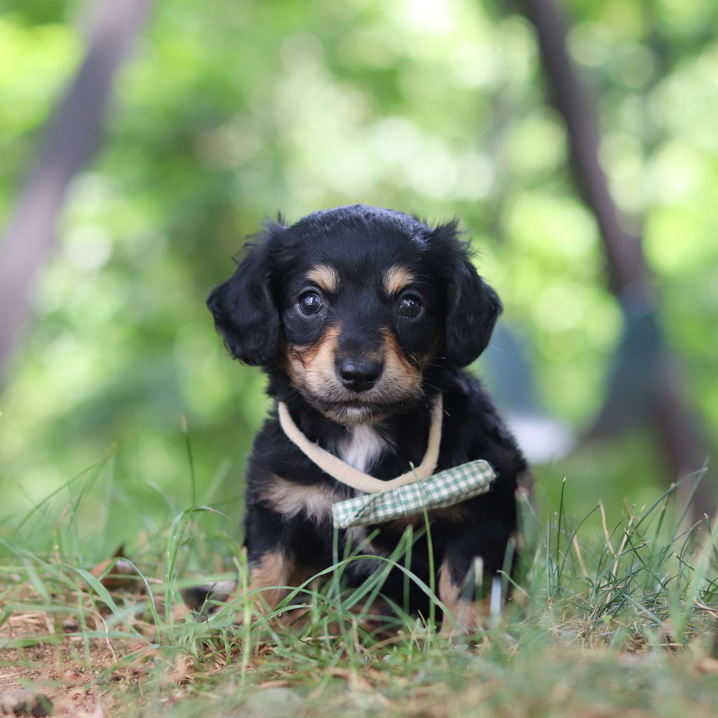 Bruno - Available 8/20
