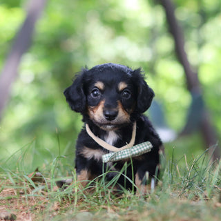 Bruno - Available 8/20