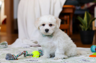 Riley - Available Now