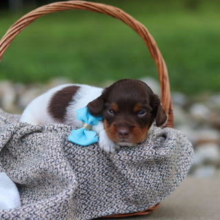 Brutus - Available 9/24