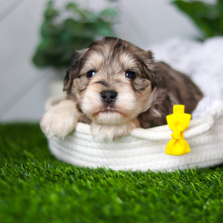 Hughes - Available 2/18