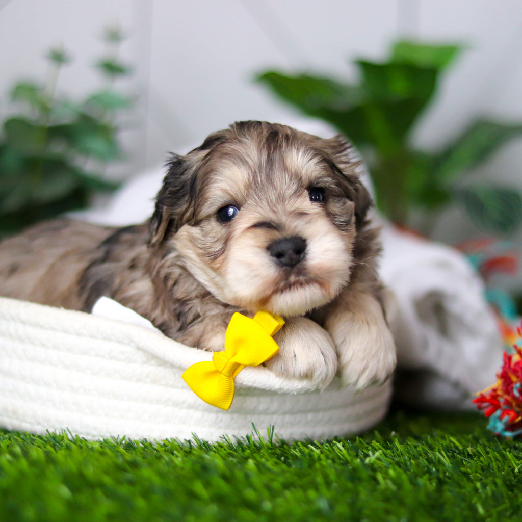 Hughes - Available 2/18