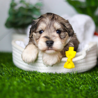 Hughes - Available 2/18