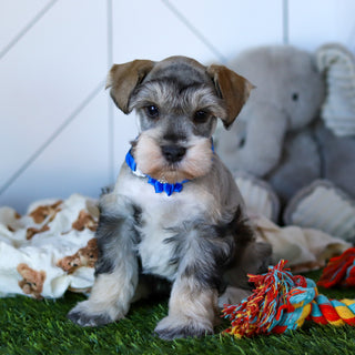 Colson - Available 2/18