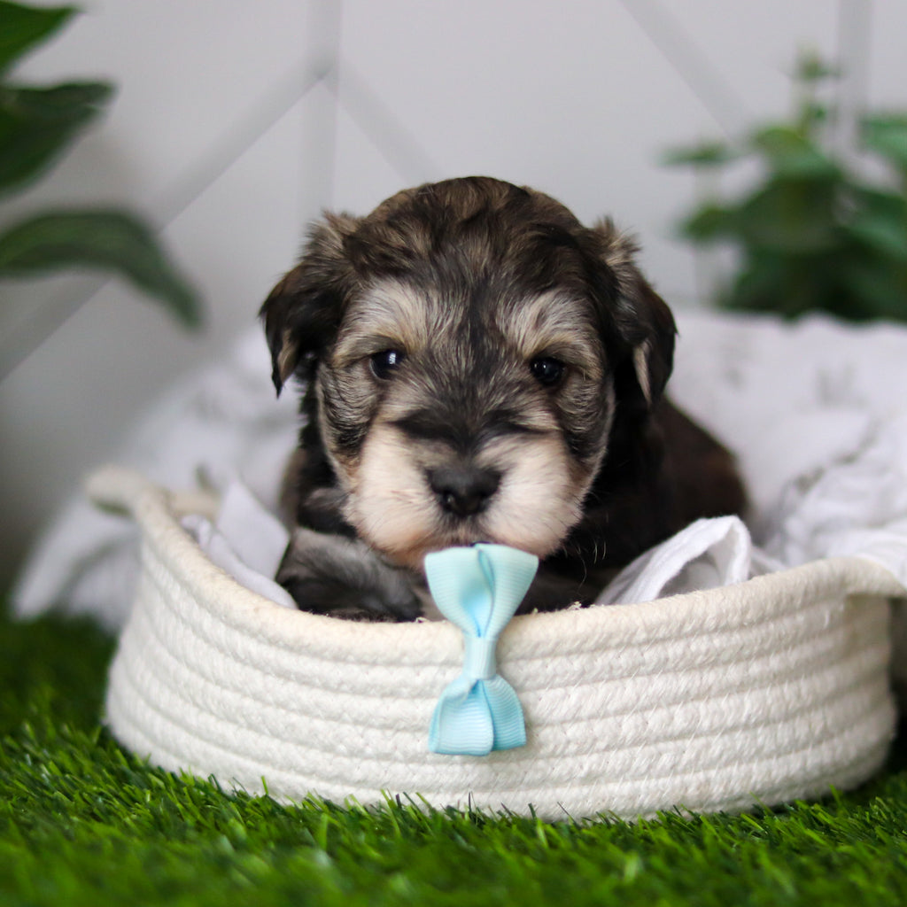 Colson - Available 2/18