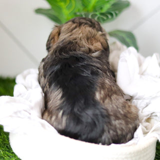 Colson - Available 2/18