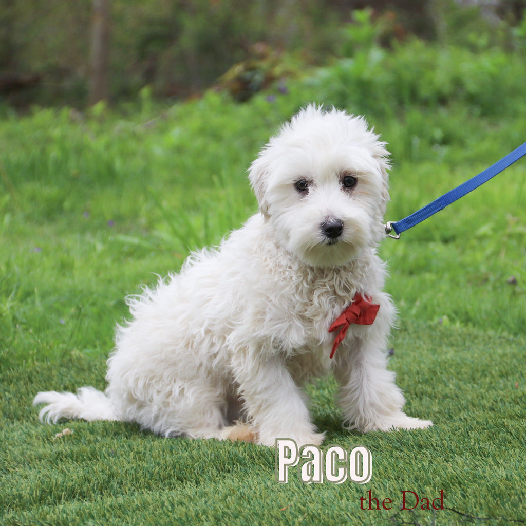 Custer - Available 12/31