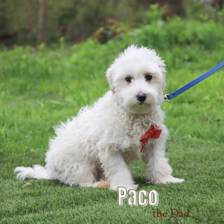 Custer - Available 12/31