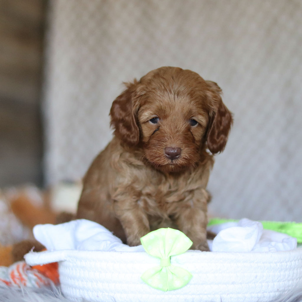 Eddie - Available 5/7