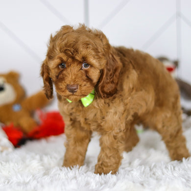 Eddie - Available 5/7