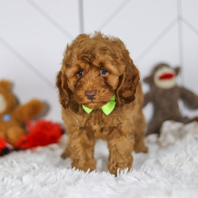 Eddie - Available 5/7