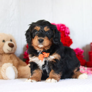 Nigel - Available 2/26