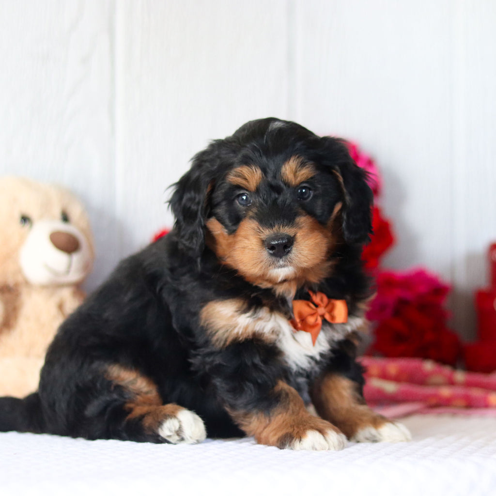 Nigel - Available 2/26