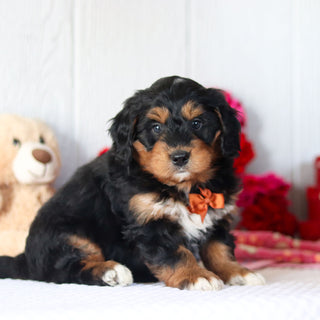 Nigel - Available 2/26