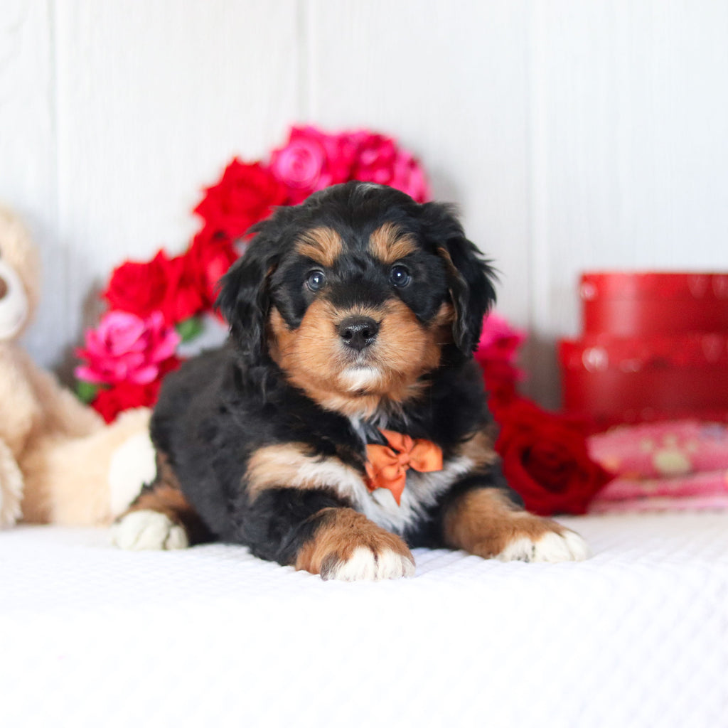 Nigel - Available 2/26