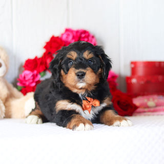 Nigel - Available 2/26