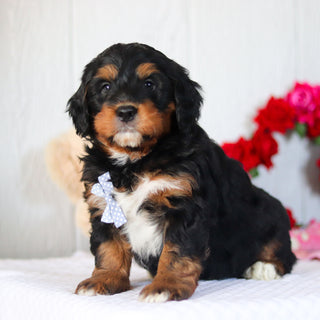 Nash - Available 2/26