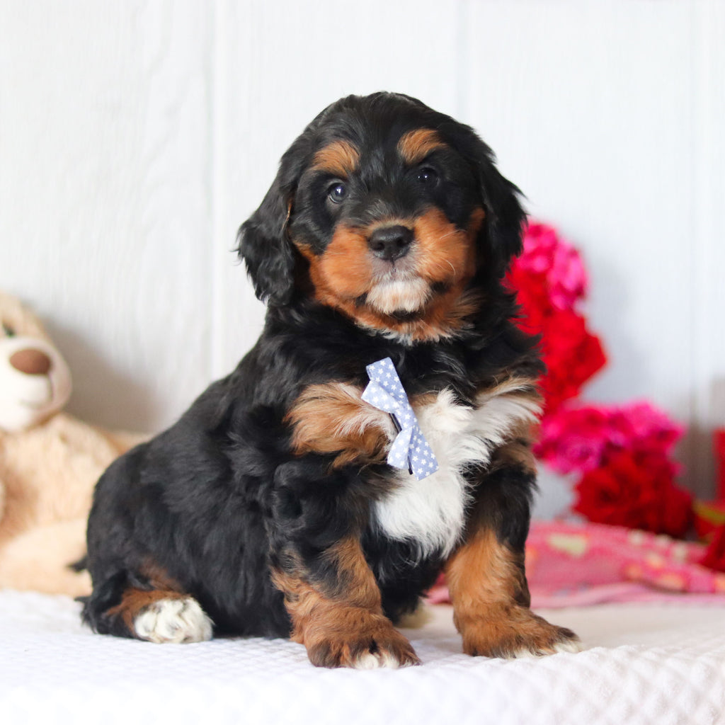 Nash - Available 2/26