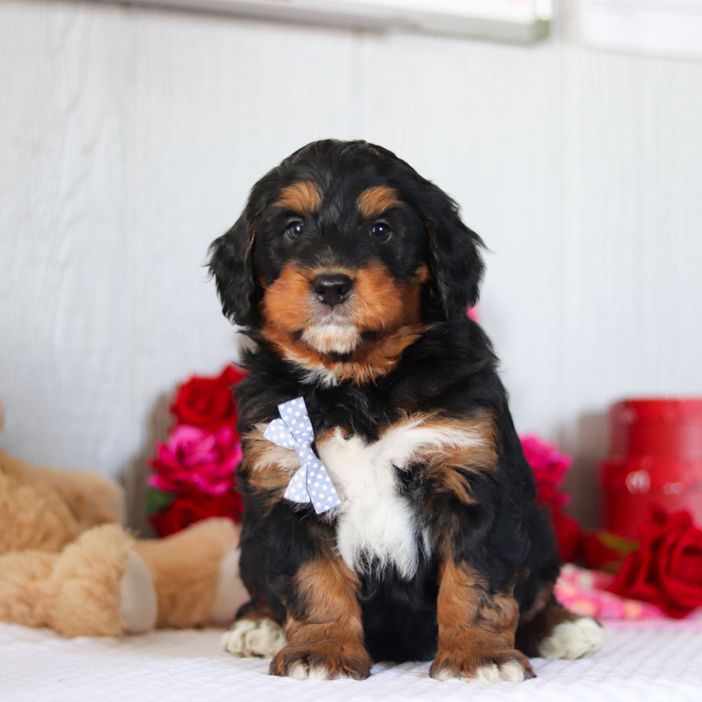 Nash - Available 2/26